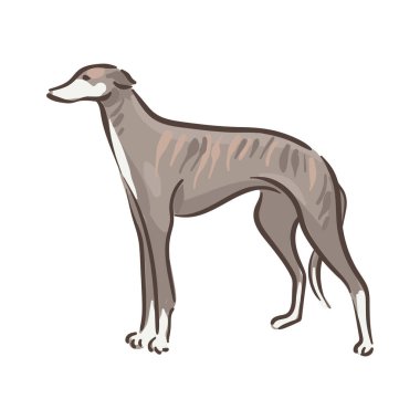Şirin köpek Whippet cins vektör çizimi 