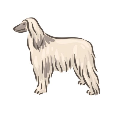 Şirin köpek Afgan Tazı soy ağacı çizimi 