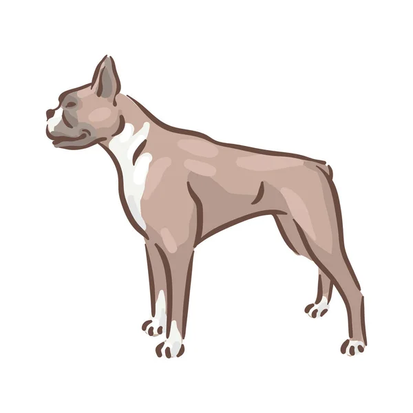 Roztomilý pes Deutscher Boxer plemeno vektorové ilustrace — Stockový vektor