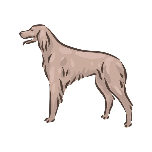 Mignon chien irlandais Setter race pedigree illustration vectorielle — Image vectorielle