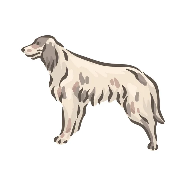 Cute dog English Setter breed pedigree vector illustration — Stock Vector