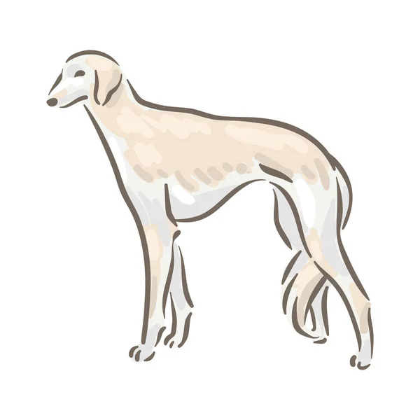 Lindo perro Saluki raza pedigrí vector ilustración — Vector de stock