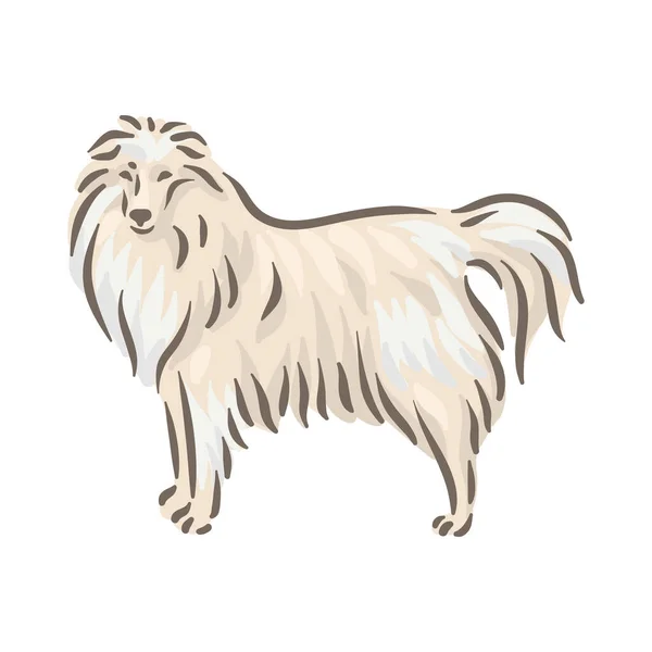 Lindo perro Sheltie raza pedigrí vector ilustración — Vector de stock
