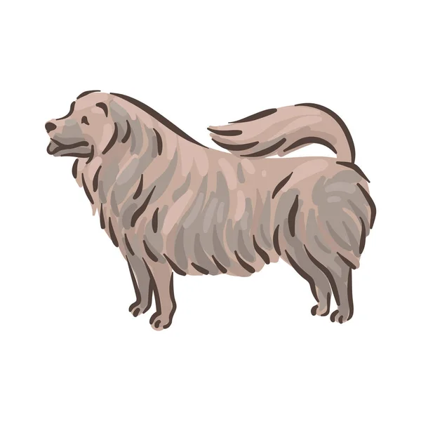 Mignon chien Chow-chow race pedigree illustration vectorielle — Image vectorielle