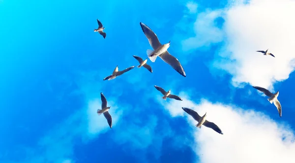 Flock of seagulls flying in the sky on a blue background — Stock Photo, Image