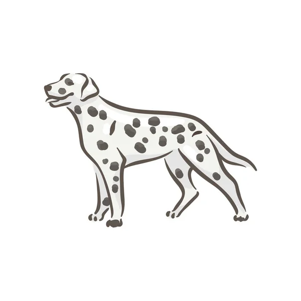 Roztomilý pes dalmatské plemeno rodokmen vektorové ilustrace — Stockový vektor
