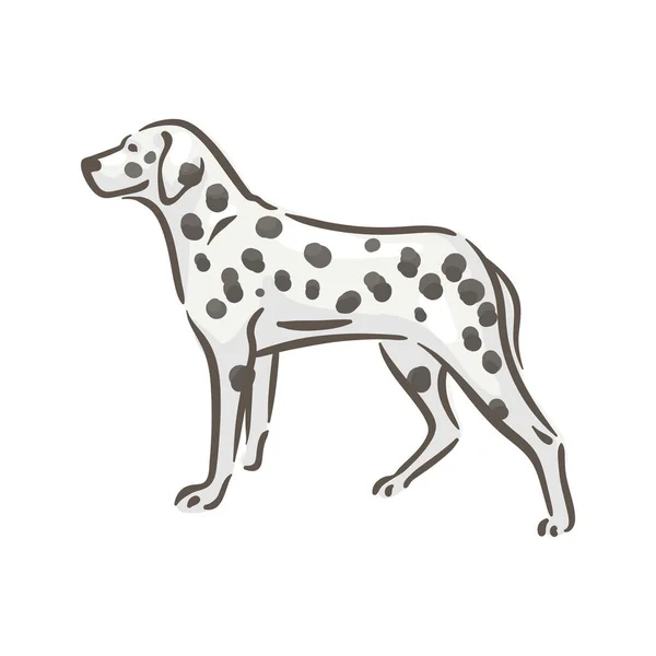 Lindo perro dálmata raza pedigrí vector ilustración — Vector de stock