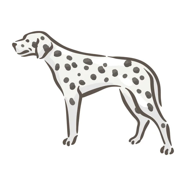 Cão bonito dalmatian raça pedigree vetor ilustração — Vetor de Stock