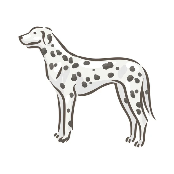 Roztomilý pes dalmatské plemeno rodokmen vektorové ilustrace — Stockový vektor