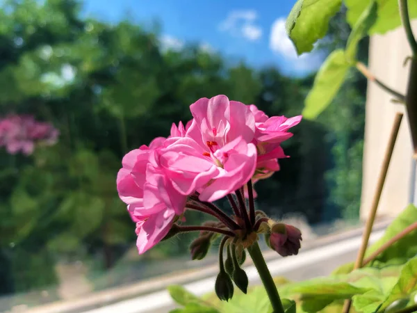 Belle fleur de géranium maison sur le rebord de la fenêtre — Photo