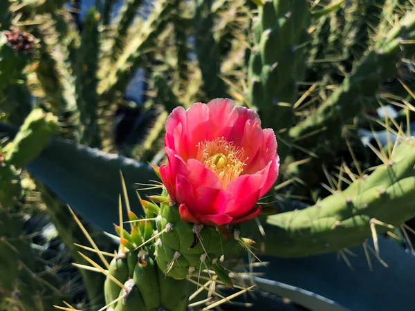 Grande boscaglia fioritura cactus con bel fiore rosso — Foto Stock