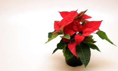 Atatürk çiçeği çiçek çerçeve