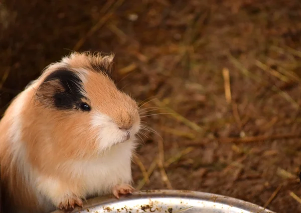 Hamster — Stock Photo, Image