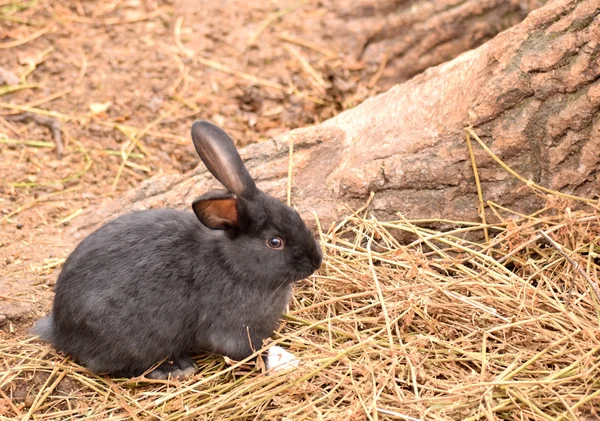 Детский кролик — стоковое фото