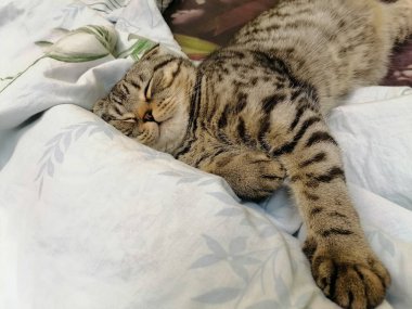 Güzel bir kedi yatakta uyuyor.