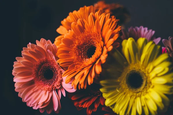 검은 배경 위에 다양 한 색상의 거버 러스 꽃다발. — 스톡 사진