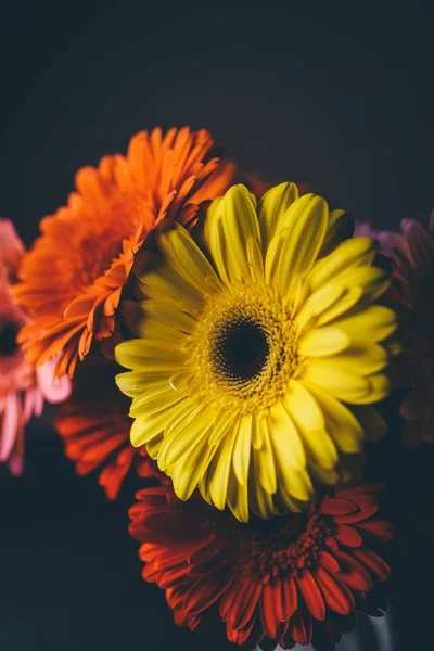 검은 배경 위에 다양 한 색상의 거버 러스 꽃다발. — 스톡 사진