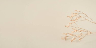 Kuru çiçekli doğal bej arkaplan.