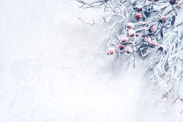 Fondo navideño de ramas cubiertas de nieve con bayas. —  Fotos de Stock