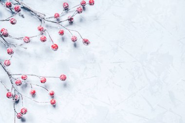 Karla kaplı böğürtlenli dalların Noel arkaplanı. Düz yerde, üst tarafta. Metin için alanı kopyala.