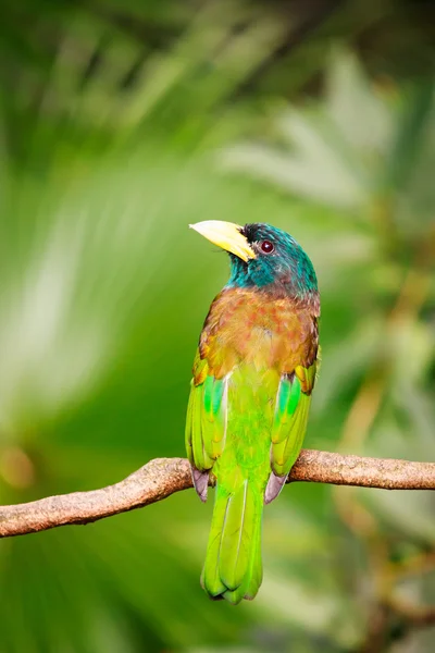 Exotic colorful bird sitting on a branch