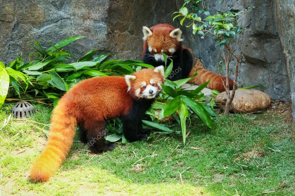Two Cute Red Pandas Eating Bamboo Stock Photo By C Juhku Two Cute Red Pandas Eating Bamboo Stock Photo By C Juhku