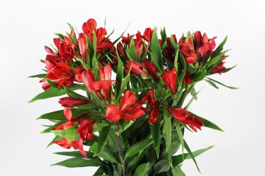 alstromeria çiçek beyaz zemin üzerine