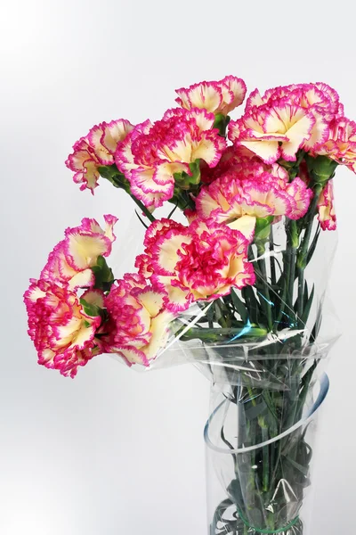 Carnation flowers on the white background — Stock Photo, Image