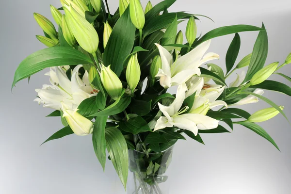 Квіти лілії на білому тлі — стокове фото
