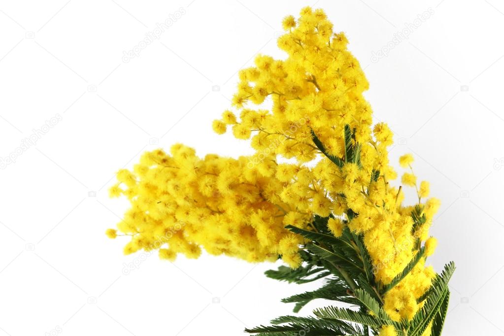 mimosa flowers on the white background