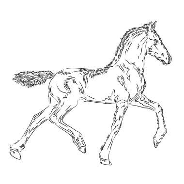 Beyaz arkaplanda at tayı tasarımı, vektör illüstrasyonu