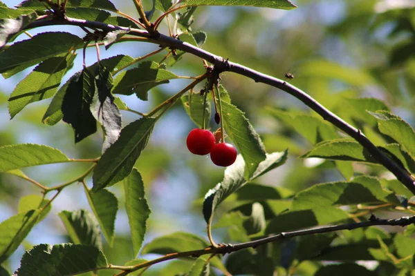Cerejas Azedas Vermelhas Frescas Árvore — Fotografia de Stock