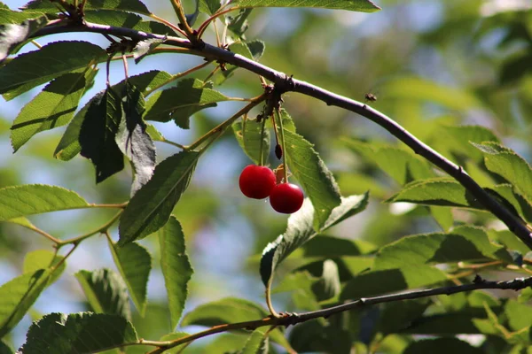 Cerezas Agrias Rojas Frescas Árbol — Foto de Stock