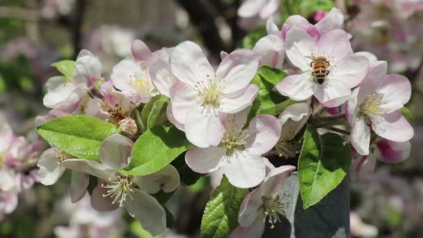 Bijen Verzamelen Stuifmeel Bloemen Slow Motion Video — Stockvideo