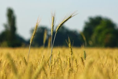 kulak buğday veya Mısır, tarım