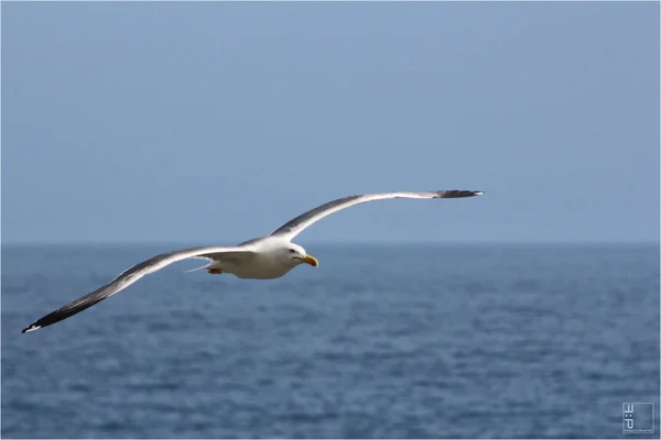 Möwe — Stockfoto