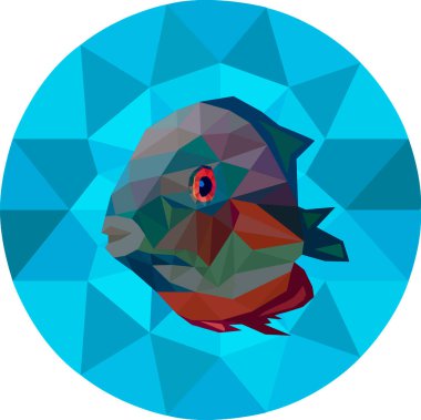 Balık. Balık rengarenk. Mavi denizdeki balıklar. Akvaryum.