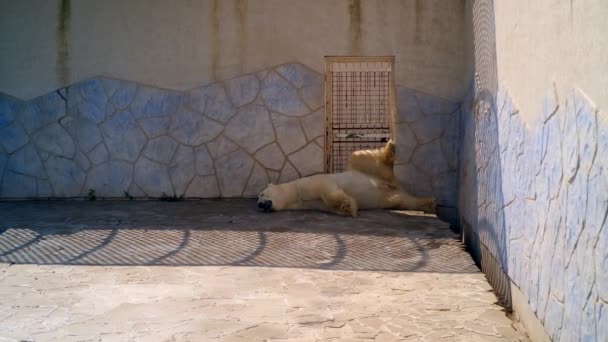 En isbjörn ligger på rygg i skuggan på zoo. kastade mitt ben tillbaka — Stockvideo