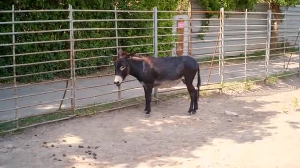 Brown Donkey staat bij het hek en eet gras, zwaaiend met zijn staart. In de dierentuin. — Stockvideo
