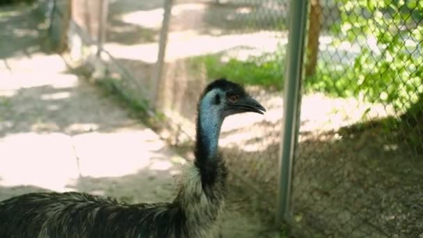 Close-up de uma avestruz de pescoço azul olhando para a distância com a boca aberta — Vídeo de Stock