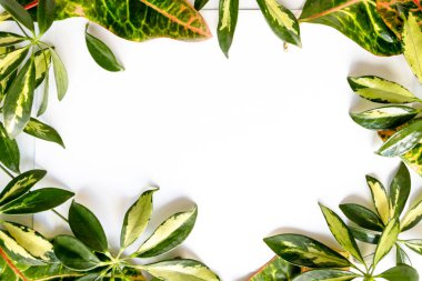 Boş kağıt, buruşuk top, kalem, masa arkasında saksı bitkileri.