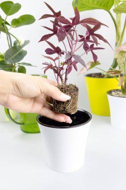 Ipomoea batatas Pharbitis. Bitkileri yeni bir çömleğe naklediyorum. Bahçe evleri beyaz arka planda çok renkli saksılar.