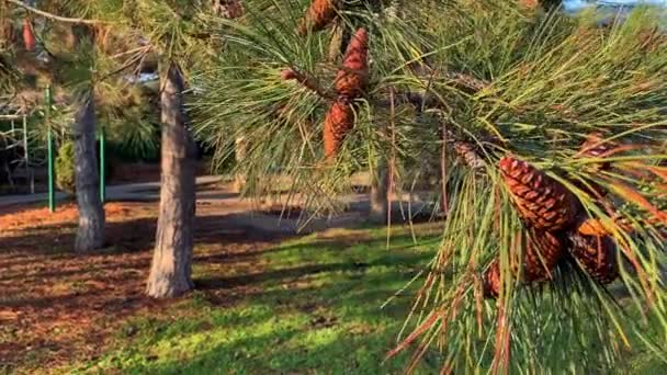 Una rama de un pino viejo con conos en el jardín. Iluminación nocturna, rama cálida de abeto siempreverde. Pino, se balancea en el viento. Enfoque selectivo. Al aire libre. Primer plano. — Vídeo de stock