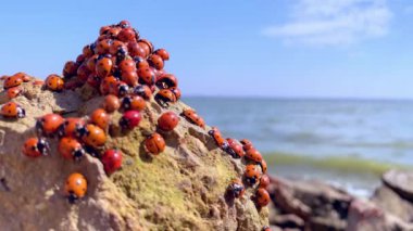 Rusya 'daki Azov denizinde bir sürü uğur böceği var. Birçok böcek denizin yakınındaki taşın üzerinde güneşlenir. Uğur kuşlarının istilası. Boşluğu kopyala