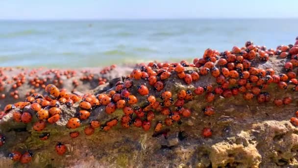 Muitas joaninhas no mar de Azov na Rússia. Muitos insetos se aquecem na pedra perto do mar. Invasão de joaninhas. — Vídeo de Stock