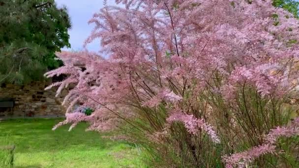 Close up of beautiful decorative pink Tamarix flowers waving in the gentle breeze in spring in the garden — Stock Video