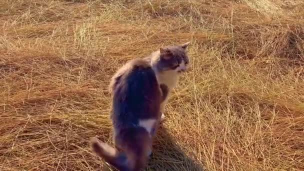 En fluffig grå katt går på torrt gräs. Han tvättar sig rengöras och går på halm i solnedgången. — Stockvideo