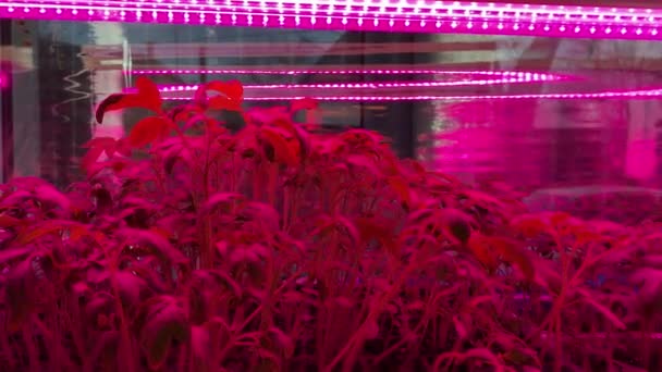 Tomate de culture sous la lumière ultraviolette rouge À la maison. Serre avec lampes ultraviolettes rouges pour la croissance des plantes — Video