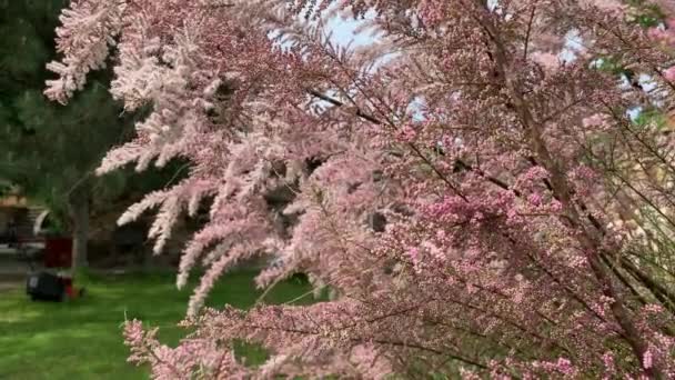 Sluiten van mooie decoratieve roze Tamarix bloemen zwaaien in de zachte bries in het voorjaar in de tuin — Stockvideo