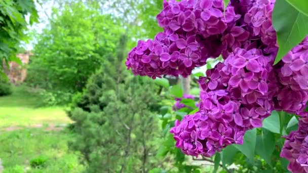 Un montón de lilas florecientes en una rama balanceándose en el viento en un día soleado. Vista lateral, primer plano en el jardín. — Vídeo de stock